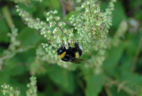 Réf. 212 455 : Bombus sp.